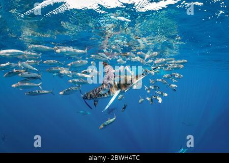 Gestreifter Marlin, Tetrapturus audax, Fütterung von Sardinen Köderball, Sardinops sagax, Magdalena Bay, Westküste von Baja California, Pazifischer Ozean, Mexikanisch Stockfoto