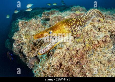 Fangtooth Muray, Tiger Muray, oder Vogelperlkonger, Enchelycore anatina, Süd-Teneriffa, Kanarische Inseln, Spanien, Atlantischer Ozean Stockfoto