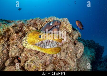 Fangenzahn-Muränen, Tigermoränen oder Vogelkonger, Enchelycore anatina und Schwarzmoränen, Muraena augusti, Süd-Teneriffa, Kanarische Inseln, Spanien, ATL Stockfoto