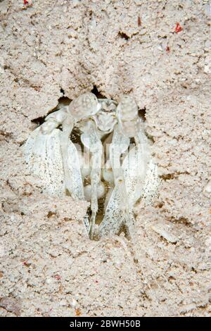 zebra Mantis Garnelen, Lysiosquillina maculata, Conshelf II Tauchplatz, Sha'ab Rumi Riff, Sudan, Rotes Meer, Indischer Ozean Stockfoto