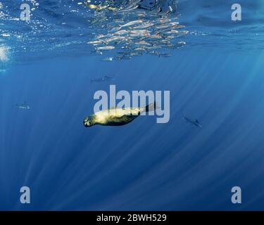 Kalifornischer Seelöwe, Zalophus californianus und gestreifter Marlin, Tetrapturus audax, Fütterung von pazifischem Sardinenköderball, Sardinops sagax ocellatus, M Stockfoto