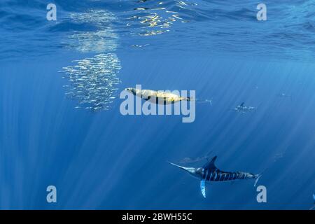 Kalifornischer Seelöwe, Zalophus californianus und gestreifter Marlin, Tetrapturus audax, Fütterung von pazifischem Sardinenköderball, Sardinops sagax ocellatus, M Stockfoto