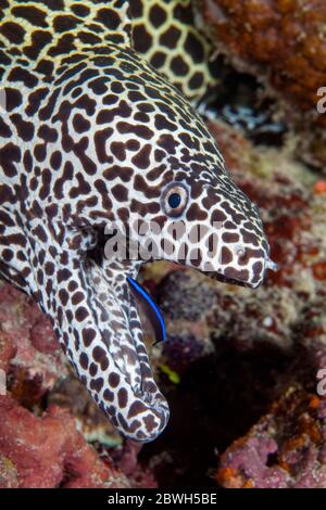 Schnabelmoräne, Leopardmoräne, Tessellatmoräne oder Wabenmoräne, Gymnothorax fagineus, die von einem Reinigungsfilet gereinigt werden, Labroides sp., Malediven, Stockfoto