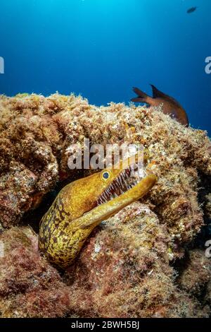 Fangtooth Muray, Tiger Muray, oder Vogelperlkonger, Enchelycore anatina, Süd-Teneriffa, Kanarische Inseln, Spanien, Atlantischer Ozean Stockfoto