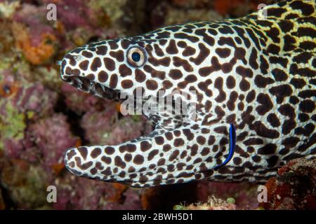 Schnabelmoräne, Leopardmoräne, Tessellatmoräne oder Wabenmoräne, Gymnothorax fagineus, die von einem Reinigungsfilet gereinigt werden, Labroides sp., Malediven, Stockfoto