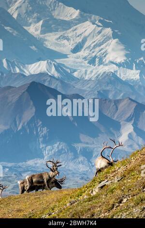 Majestätische Karibus Hirsche vor dem Mount Denali, Alaska Stockfoto