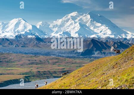 Majestätische Karibus Hirsche vor dem Mount Denali, Alaska Stockfoto