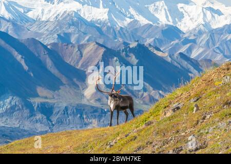 Majestätische Karibus Hirsche vor dem Mount Denali, Alaska Stockfoto