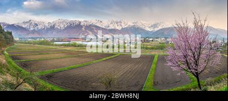 Morgenansicht des blühenden Saukura-Kirschbaums vor Hakuba und den Japanischen Alpen Stockfoto