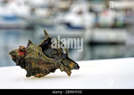 Sazae oder Turban Muscheln frisch aus dem Meer auf einer Balustrade mit Hafenhintergrund Stockfoto