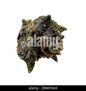 Sazae oder Turban Muscheln frisch aus dem Meer. Turban Conque Coquille isoliert auf weißem Hintergrund Stockfoto