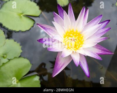 Lila Lotusblüten, gelbe Staubblätter in den Lila Lotusblüten, gelbe Staubblätter im Lotusteich während des Tages. lotusteich während des Tages. Stockfoto