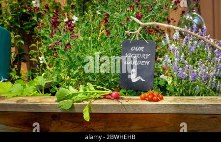 Melden Sie sich im Garten an, unser Victory Garden spart Geld und wächst Ihr eigenes Food-Konzept Stockfoto