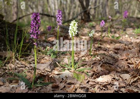 Dactylorhiza romana, Römische Orchidee. Wilde Pflanze im Frühjahr erschossen. Stockfoto