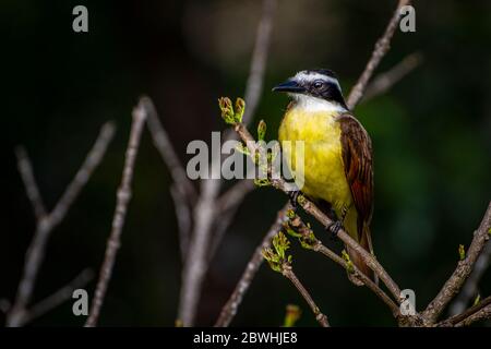 Große Kiskadee aus nächster Nähe auf einem Baum thront Stockfoto