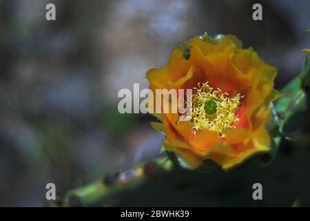 FruchtigeKaktus der Kakteen der fruchtenden Kakteen der Blüten mit unscharf hintergrundem Hintergrund in der Wüste von Texas. Stockfoto