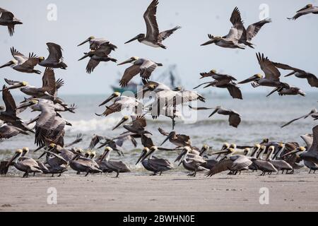 Eine Herde von braunen Pelikanen, Pelecanus occidentalis, in Punta Chame, Pazifikküste, Panama Provinz, Republik Panama. Stockfoto