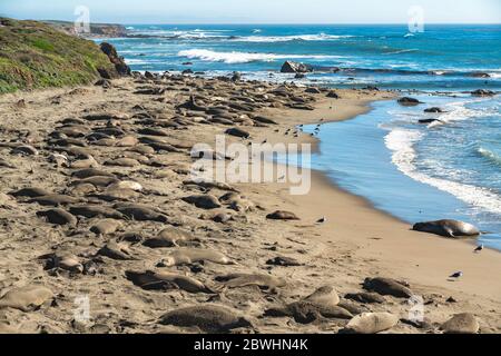 Elefantenrobbenkolonie, San Simeon State Park, Kalifornien Küste Stockfoto