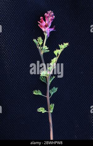 Fumaria officinalis, gemein Fumitory. Wilde Pflanze im Frühjahr erschossen. Stockfoto