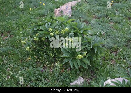 Helleborus odorus, Hellebore. Wilde Pflanze im Frühjahr erschossen. Stockfoto