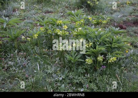 Helleborus odorus, Hellebore. Wilde Pflanze im Frühjahr erschossen. Stockfoto