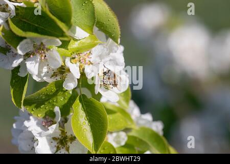 Makrofoto von Honigbiene, die Pollen auf weißer Apfelblüte am frühen Morgen sammelt. Kopieren Sie Platz oder Platz für Ihren Text Stockfoto