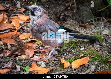 Eurasischer eichelvogel unter einem Baum schaut neugierig in die Kamera, garrulus glandarius auf der Suche nach Nahrung. Jay sitzt unter einem Baum. Stockfoto