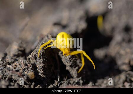 Nahaufnahme gelbe Vatia Blume Krabbe Misumena Spinne für Angriff vorbereitet Stockfoto