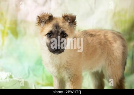 Kleine süße flauschige reinrassige Welpen Blick auf Kamera. Foto für streunende Hund Verlängerung. Stockfoto