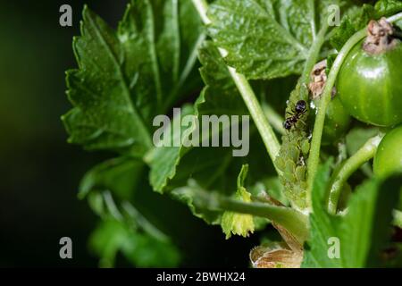 Blattlausbefall. Blattläuse ernähren sich von pflanzensaft und sezernieren Substanz, die Ameisen Lieblingsspeisen ist. Sie leben in Symbiose zusammen. Stockfoto