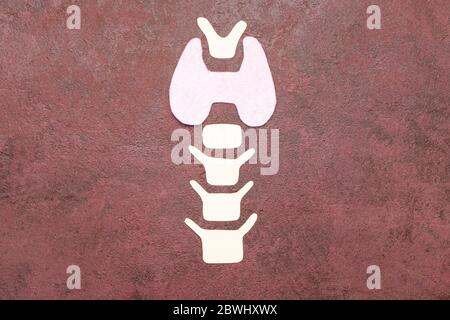 Form der Schilddrüse auf farbigem Hintergrund Stockfoto