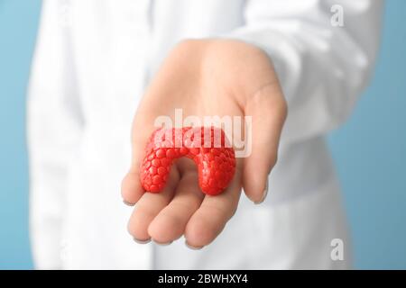 Arzt mit Modell der Schilddrüse, Nahaufnahme Stockfoto