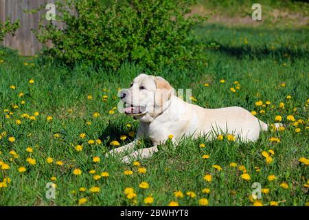 Nahaufnahme Porträt des Labrador-Hundes, der auf Gras zwischen Löwenzahn, in der Natur liegt. Stockfoto