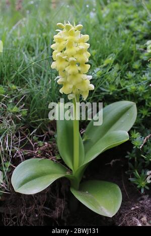 Orchis pallens, pale-blühende Orchidee. Wilde Pflanze im Frühjahr erschossen. Stockfoto