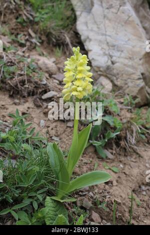 Orchis pallens, pale-blühende Orchidee. Wilde Pflanze im Frühjahr erschossen. Stockfoto