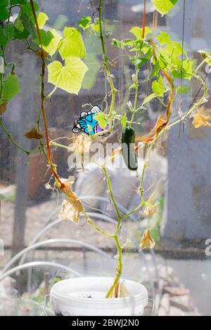 Grüne Gurkenschote hängt am Ast im heimischen Garten am Fenster. Stockfoto