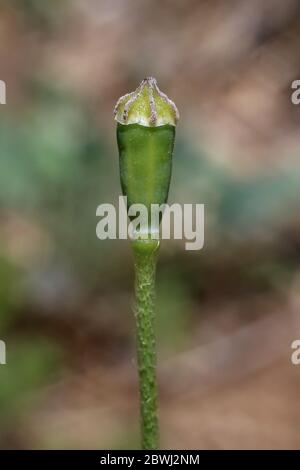 Papaver dubium, Langkopfmohn. Wilde Pflanze im Frühjahr erschossen. Stockfoto