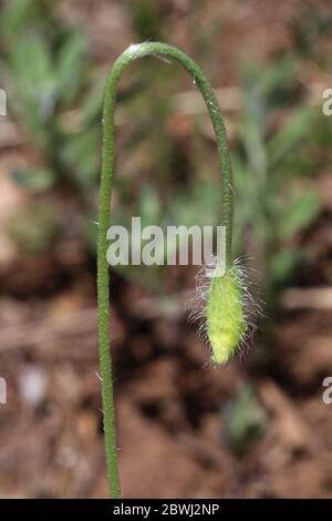 Papaver dubium, Langkopfmohn. Wilde Pflanze im Frühjahr erschossen. Stockfoto