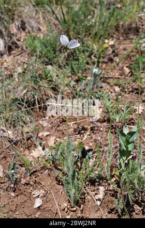 Papaver dubium, Langkopfmohn. Wilde Pflanze im Frühjahr erschossen. Stockfoto