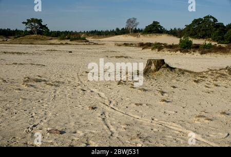 Naturschutzgebiet Hulshorsterzand auf der Veluwe in den Niederlanden Stockfoto