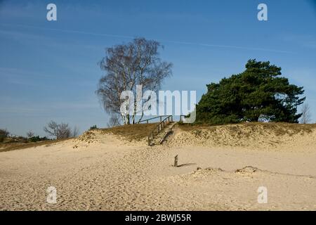 Naturschutzgebiet Hulshorsterzand auf der Veluwe in den Niederlanden Stockfoto