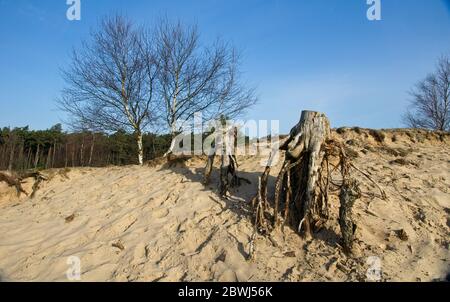 Naturschutzgebiet Hulshorsterzand auf der Veluwe in den Niederlanden Stockfoto