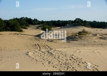 Naturschutzgebiet Hulshorsterzand auf der Veluwe in den Niederlanden Stockfoto