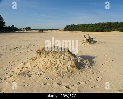 Naturschutzgebiet Hulshorsterzand auf der Veluwe in den Niederlanden Stockfoto