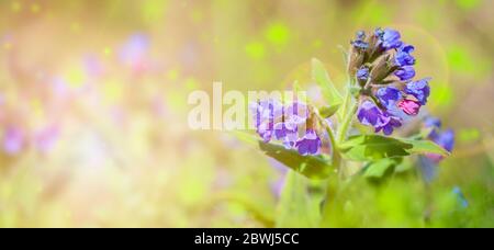 Selektiver Fokus. Sommer Hintergrund - Blaue Blumen Lungenkraut. Vorlage für Design. Stockfoto