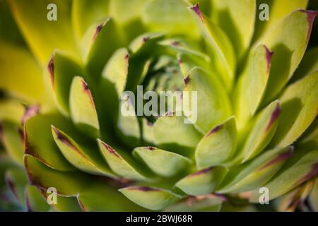 Nahaufnahme der Agavenfabrik. Abstraktes florales Makro mit frischen grünen Blättern der Agave Stockfoto