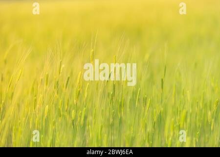 Nahaufnahme des grünen Weizenfeldes. Landwirtschaft Natur Landschaft, frische Weizenwiese Stockfoto