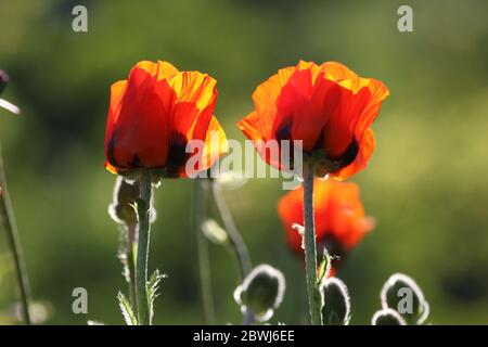 Zwei einzelne Mohnblumen im Vordergrund isoliert, verschwommener Hintergrund. Fokus auf der linken Seite. Stockfoto