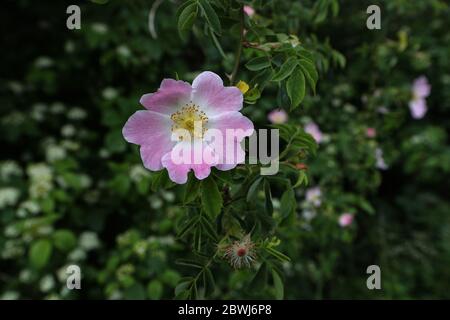 Die wilde Rose Bush blüht im Frühling Stockfoto