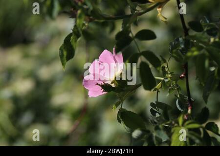 Die wilde Rose Bush blüht im Frühling Stockfoto